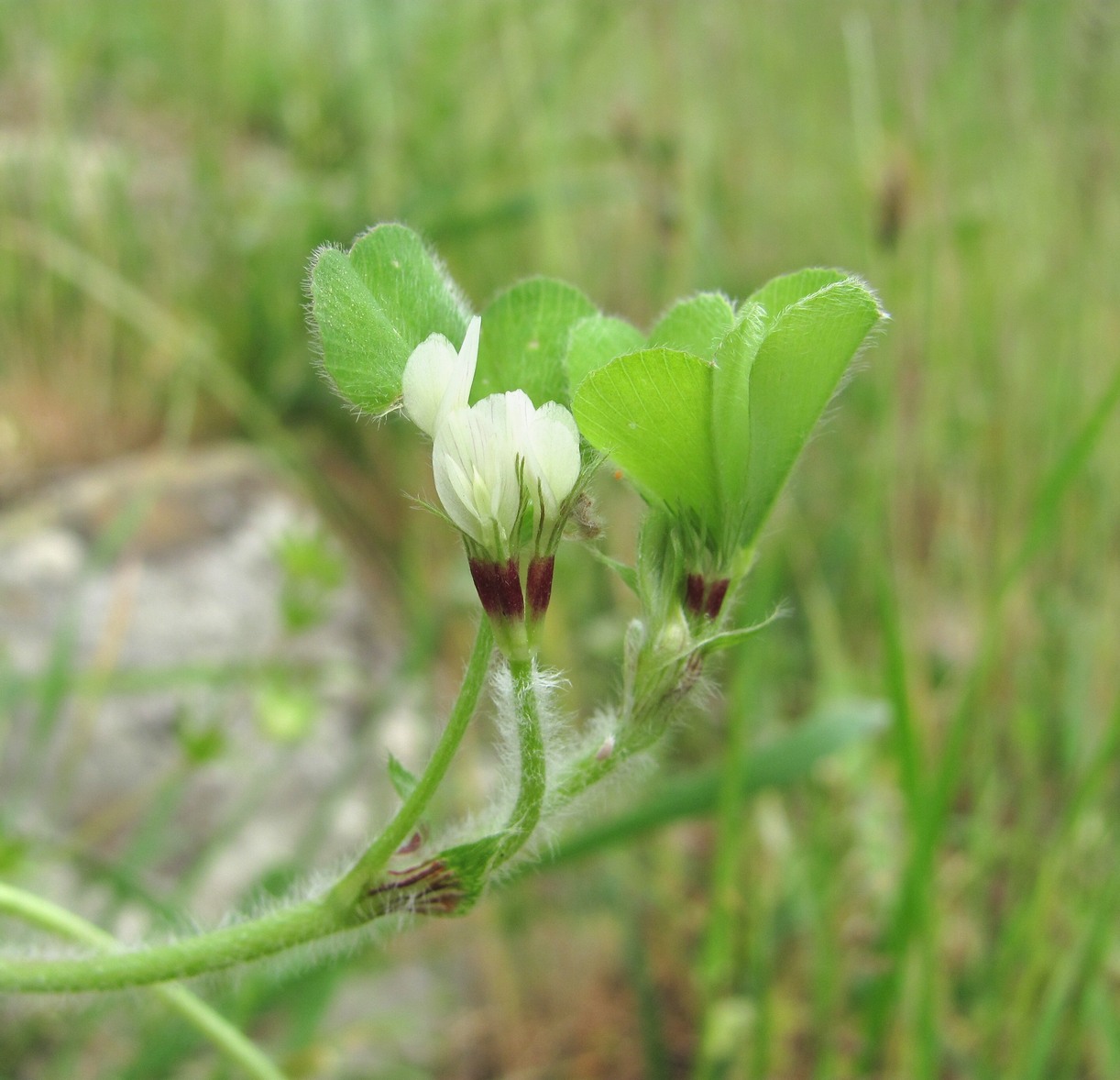 Изображение особи Trifolium subterraneum.