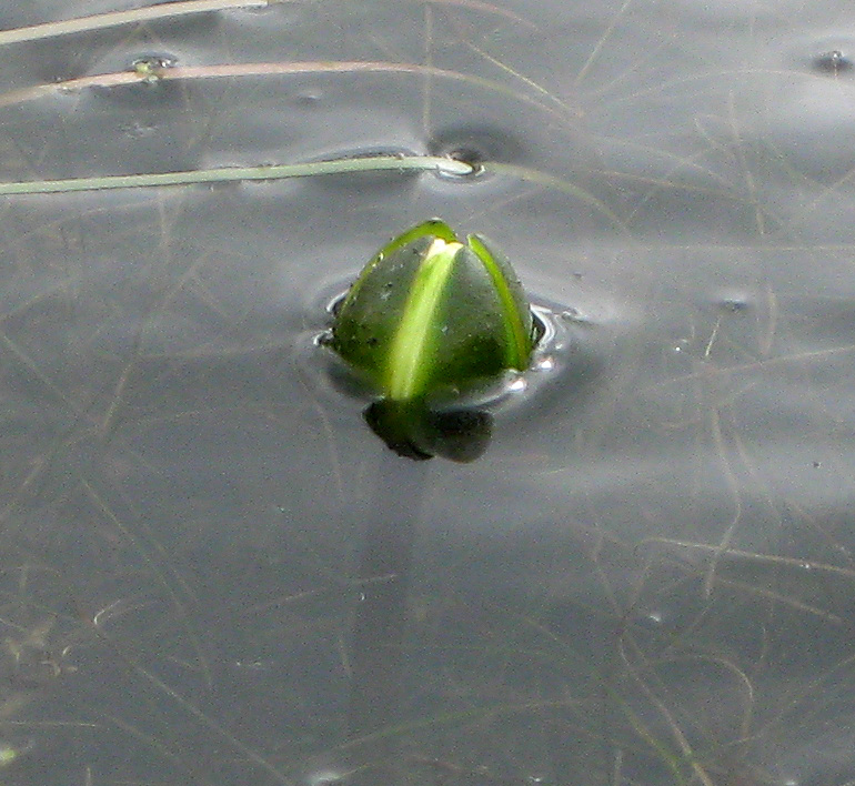 Image of Nymphaea candida specimen.