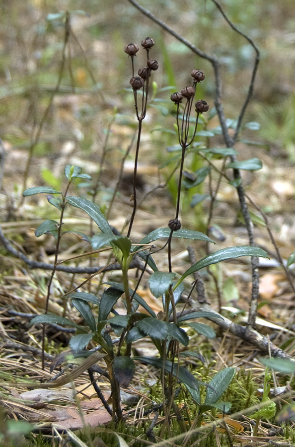 Изображение особи Chimaphila umbellata.