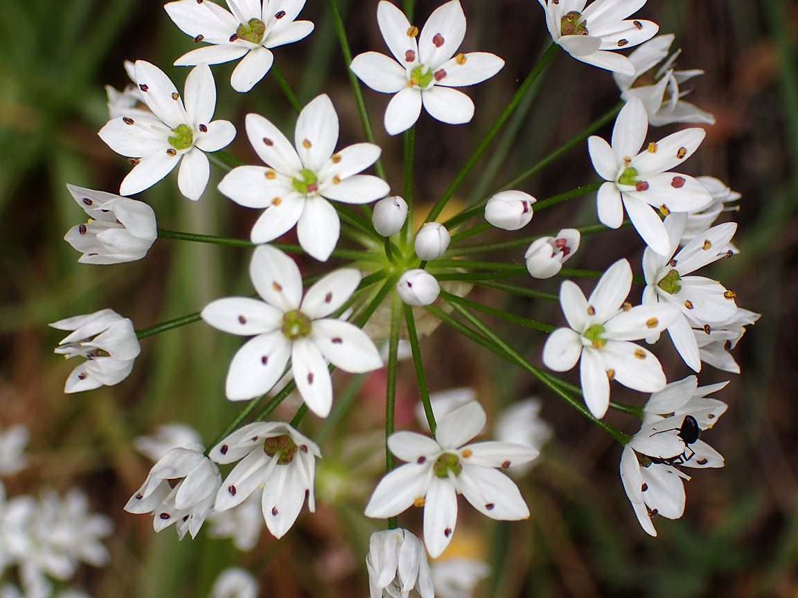 Image of Allium subhirsutum specimen.