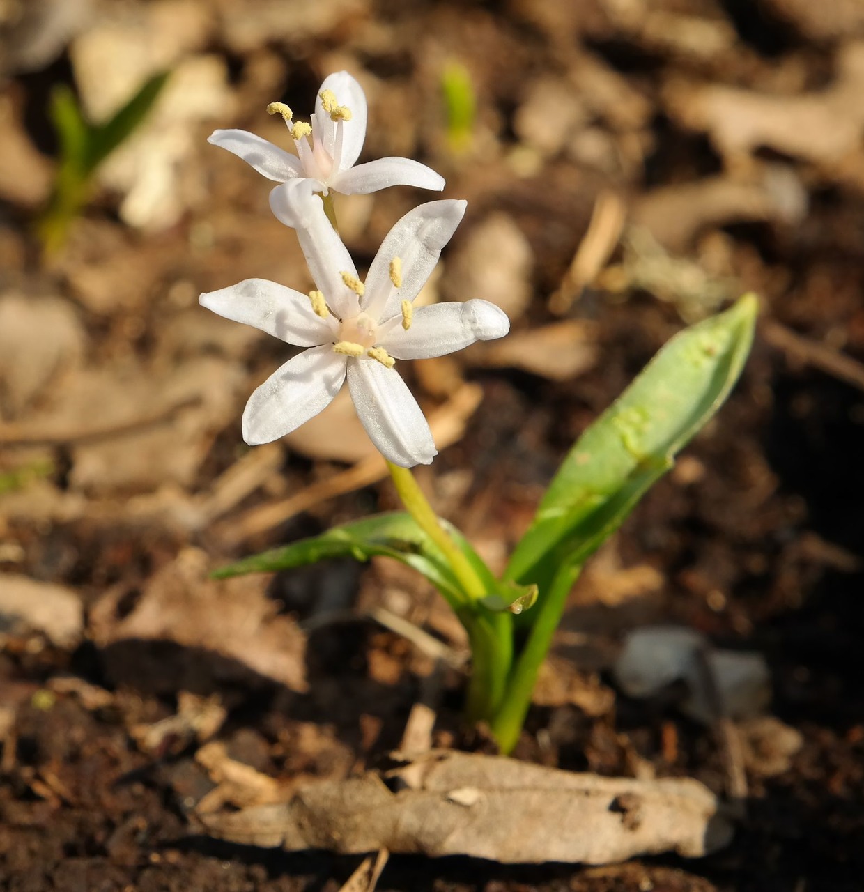 Image of Scilla bifolia specimen.