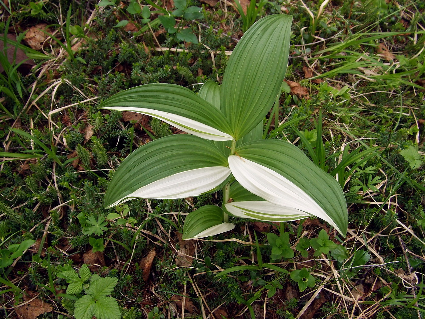 Image of Veratrum oxysepalum specimen.