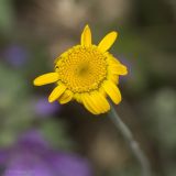 Anthemis tinctoria. Соцветие. Крым, Бахчисарайский р-н, пос. Голубинка, обочина дороги. 19.06.2017.