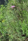 Centaurea ossethica. Верхушка цветущего растения. Кабардино-Балкария, Эльбрусский р-н, окр. г. Тырныауз, ок. 1400 м н.у.м., склон, между кустарниками. 01.07.2019.