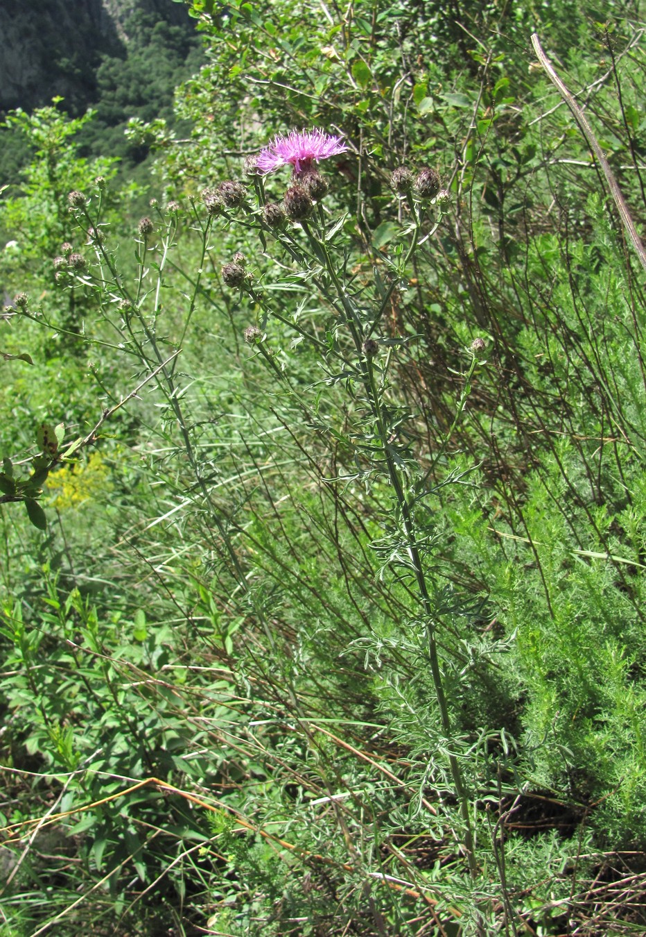 Image of Centaurea ossethica specimen.