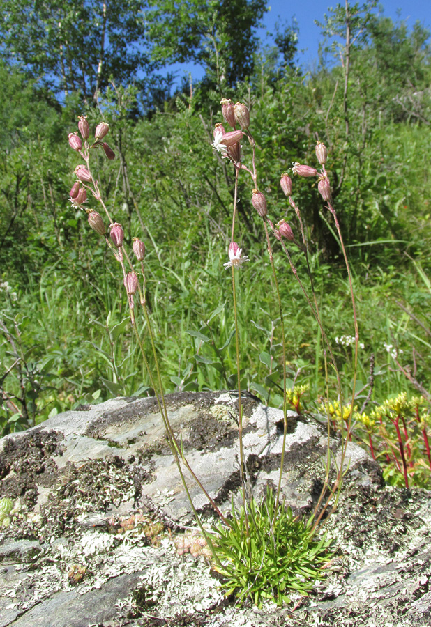 Изображение особи Silene turgida.