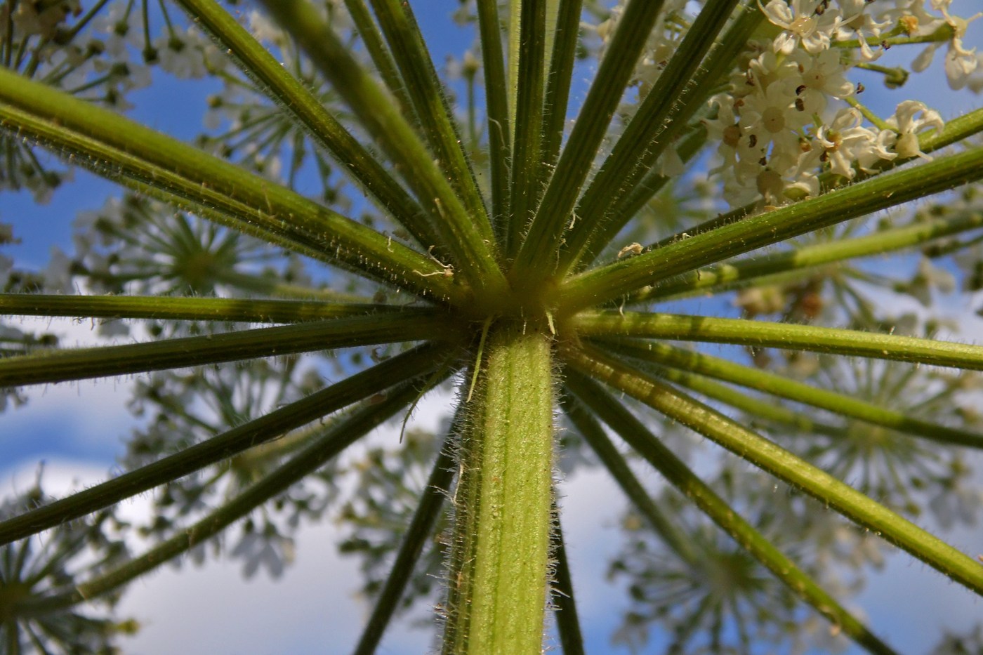 Image of Heracleum sosnowskyi specimen.