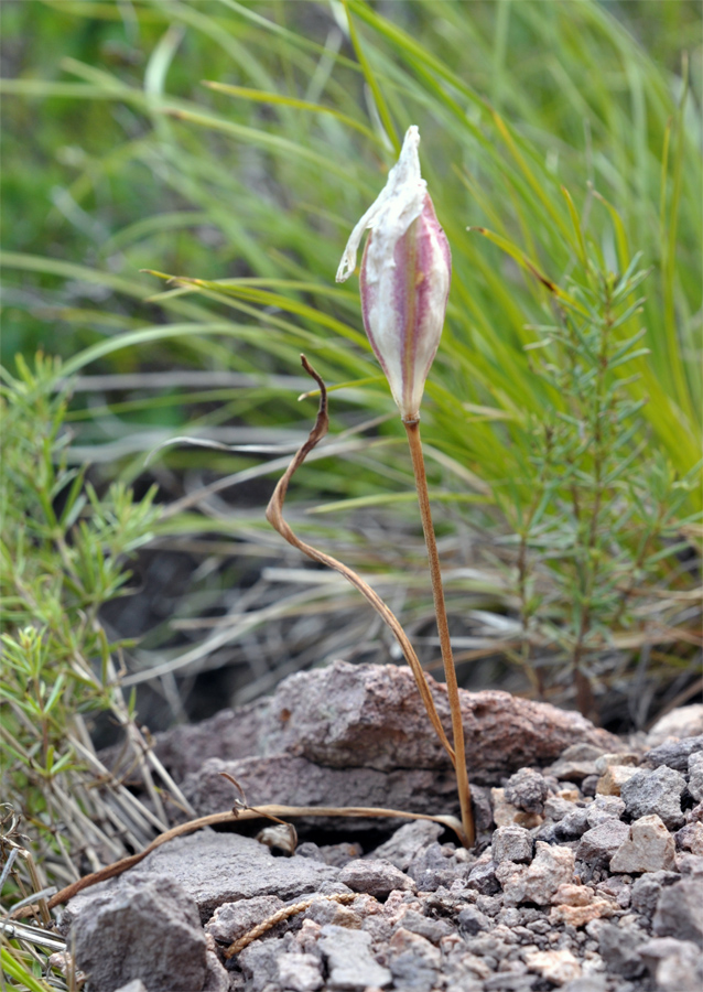 Изображение особи Tulipa uniflora.