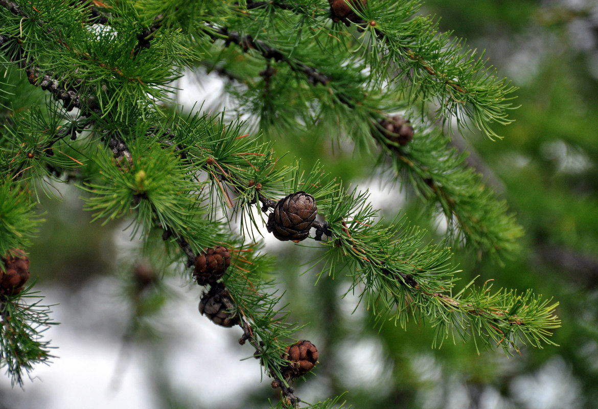 Image of Larix sibirica specimen.