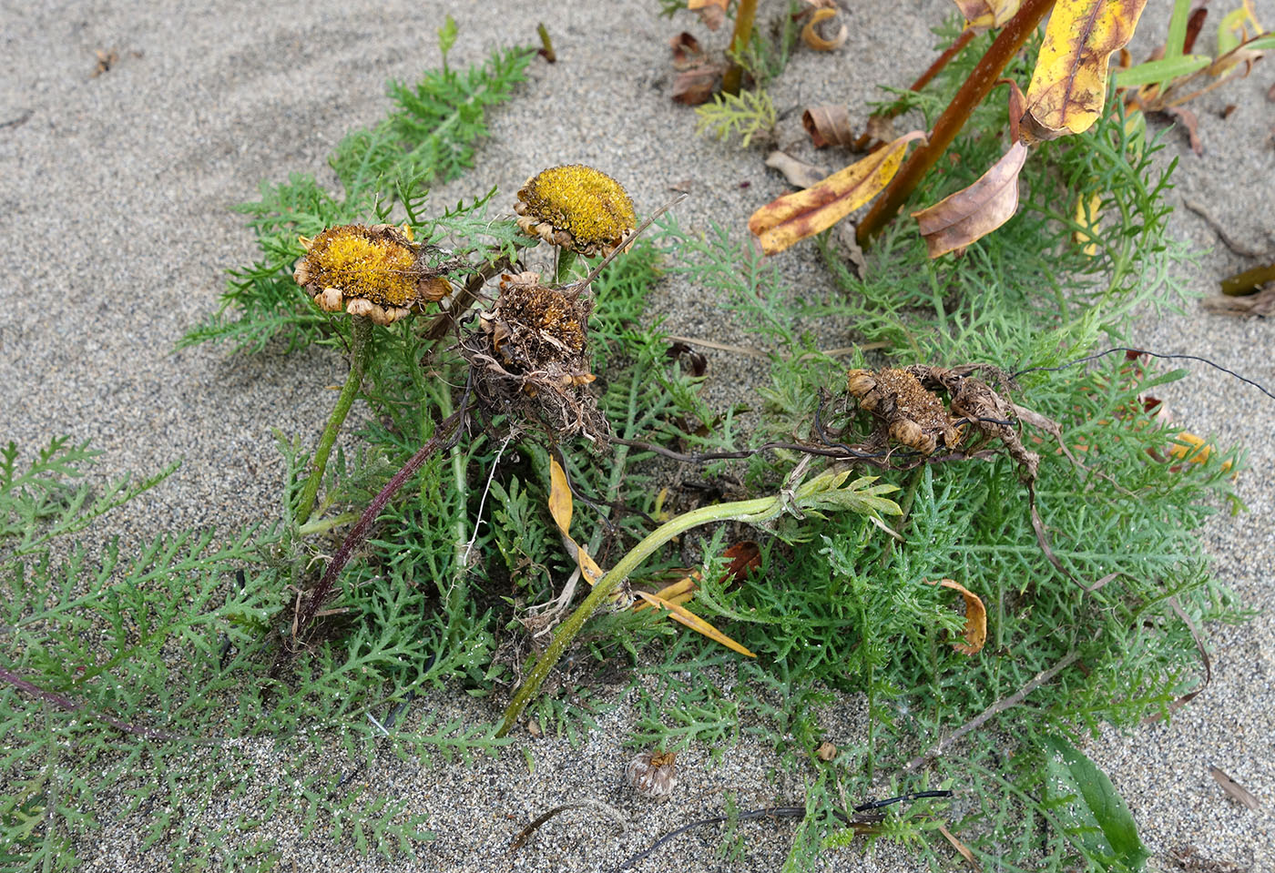 Изображение особи Tanacetum bipinnatum.