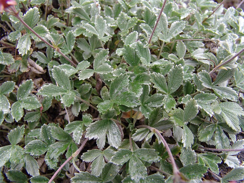 Изображение особи Potentilla divina.