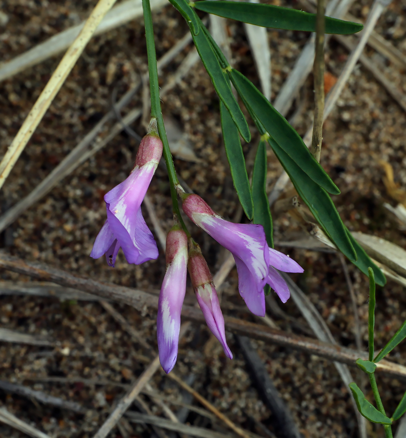 Image of Astragalus arenarius specimen.