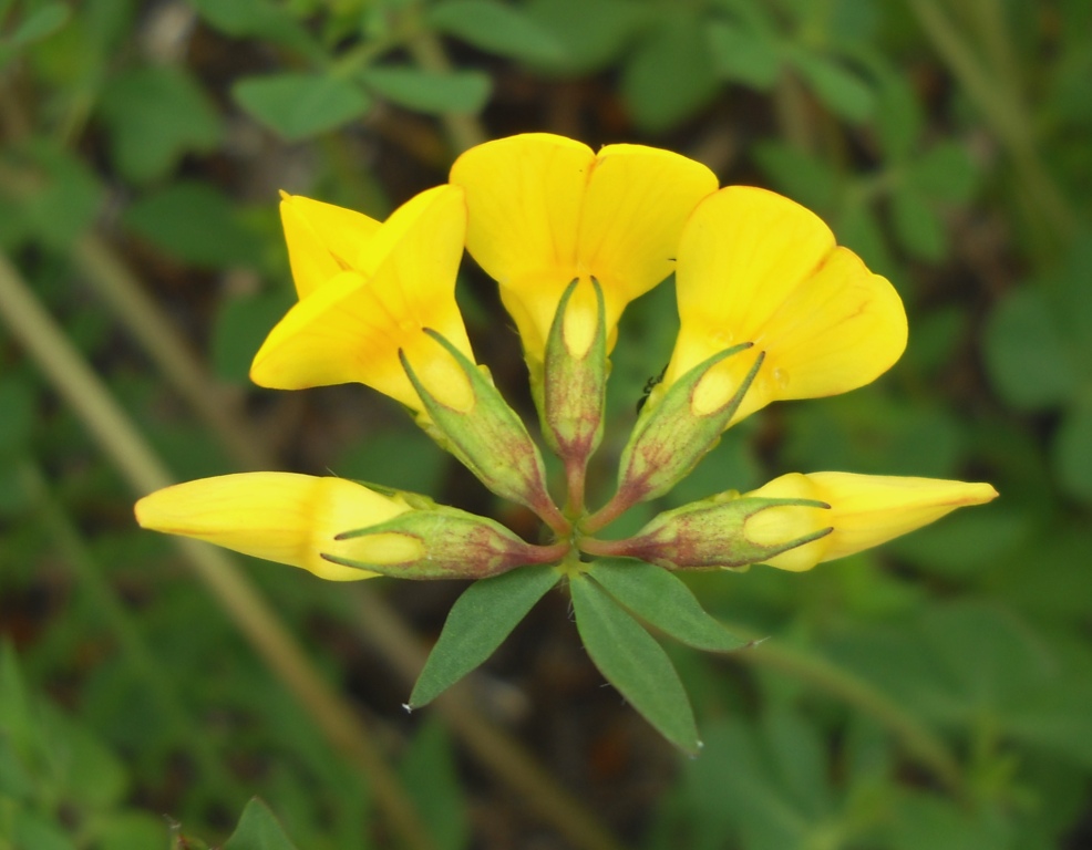 Image of Lotus komarovii specimen.