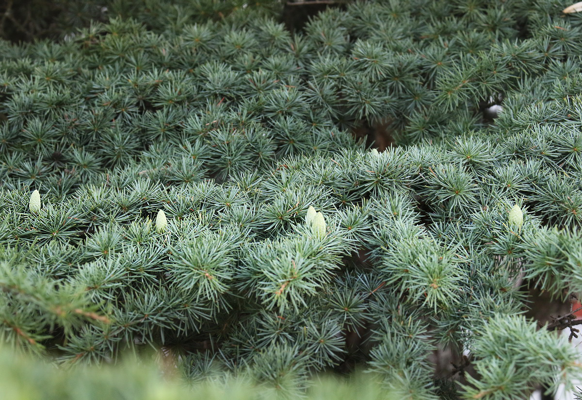 Изображение особи Cedrus libani.