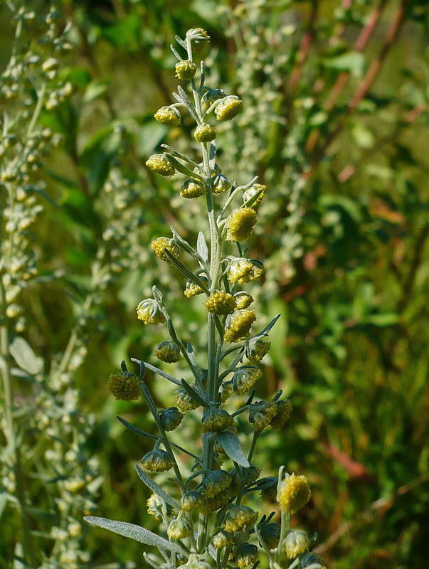 Image of Artemisia absinthium specimen.