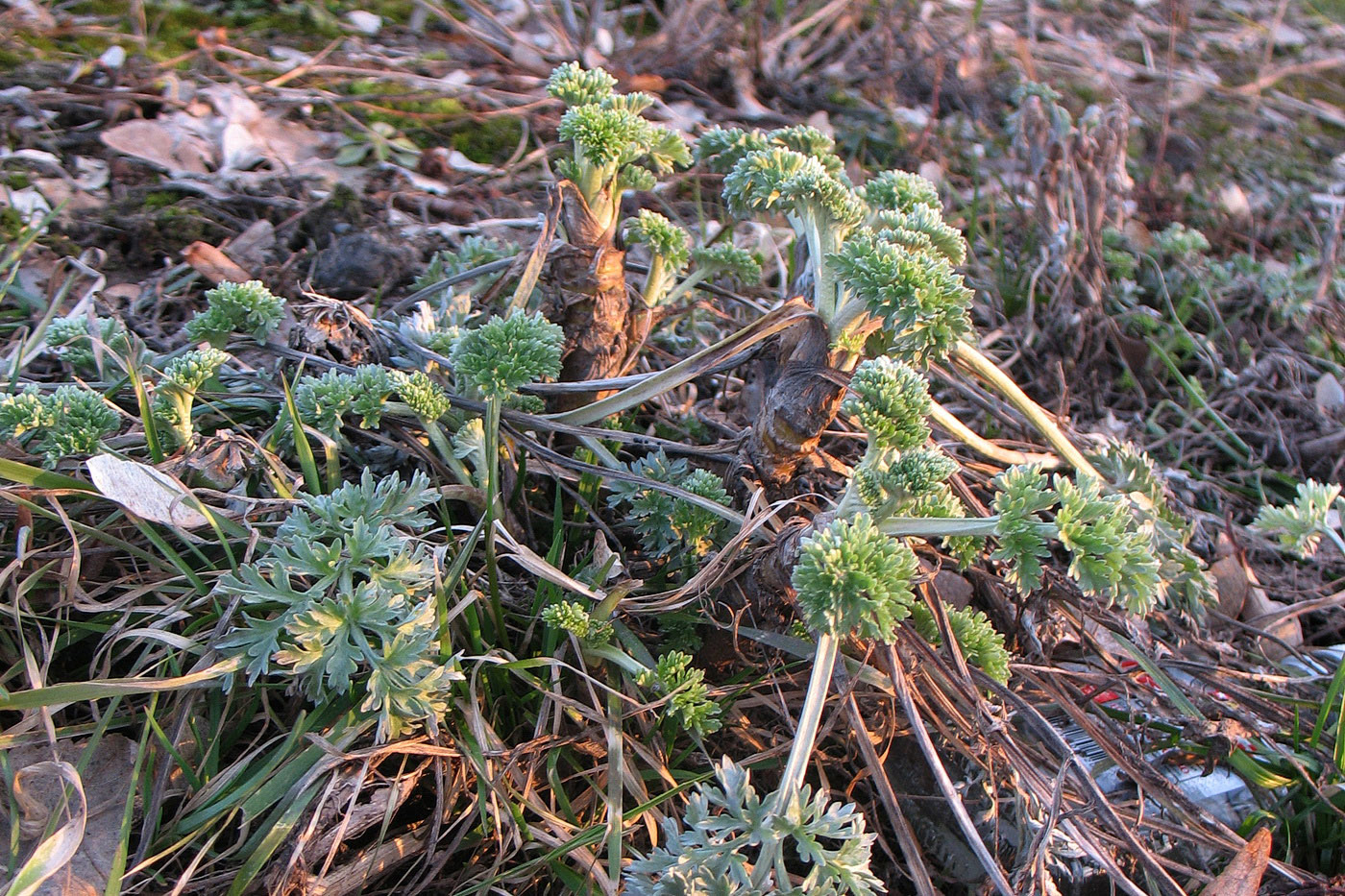 Изображение особи Artemisia absinthium.