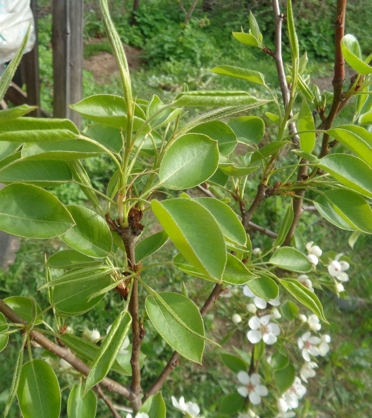 Image of Pyrus communis specimen.