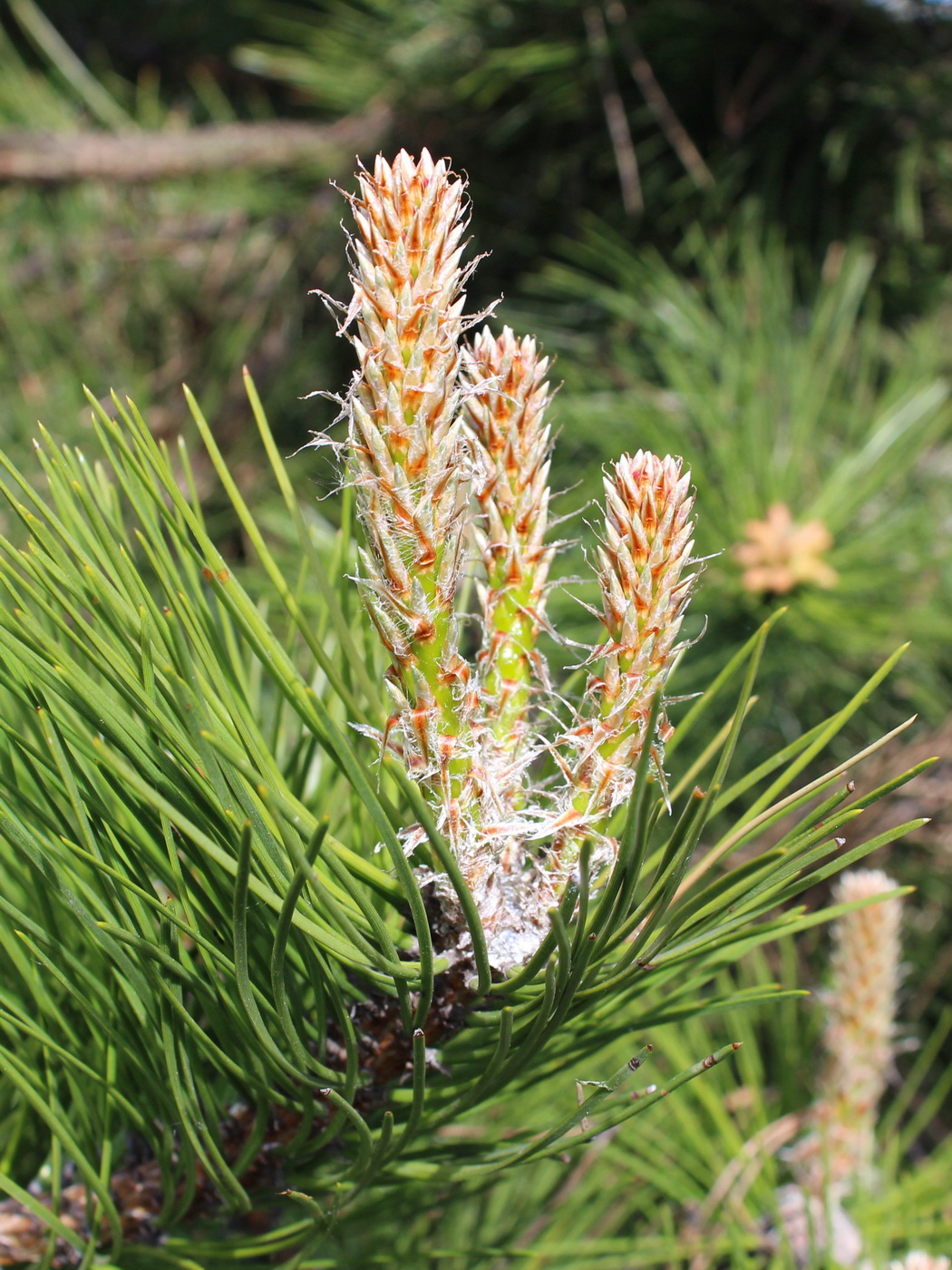 Image of Pinus nigra specimen.