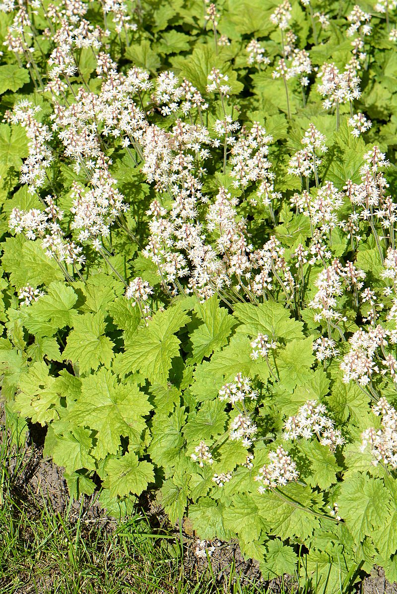 Image of Tiarella cordifolia specimen.