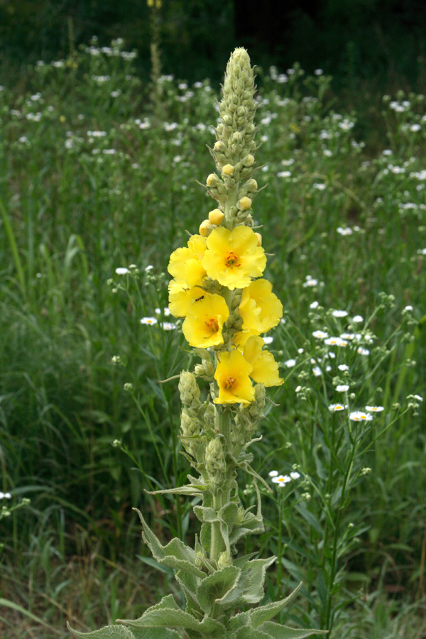 Image of Verbascum densiflorum specimen.