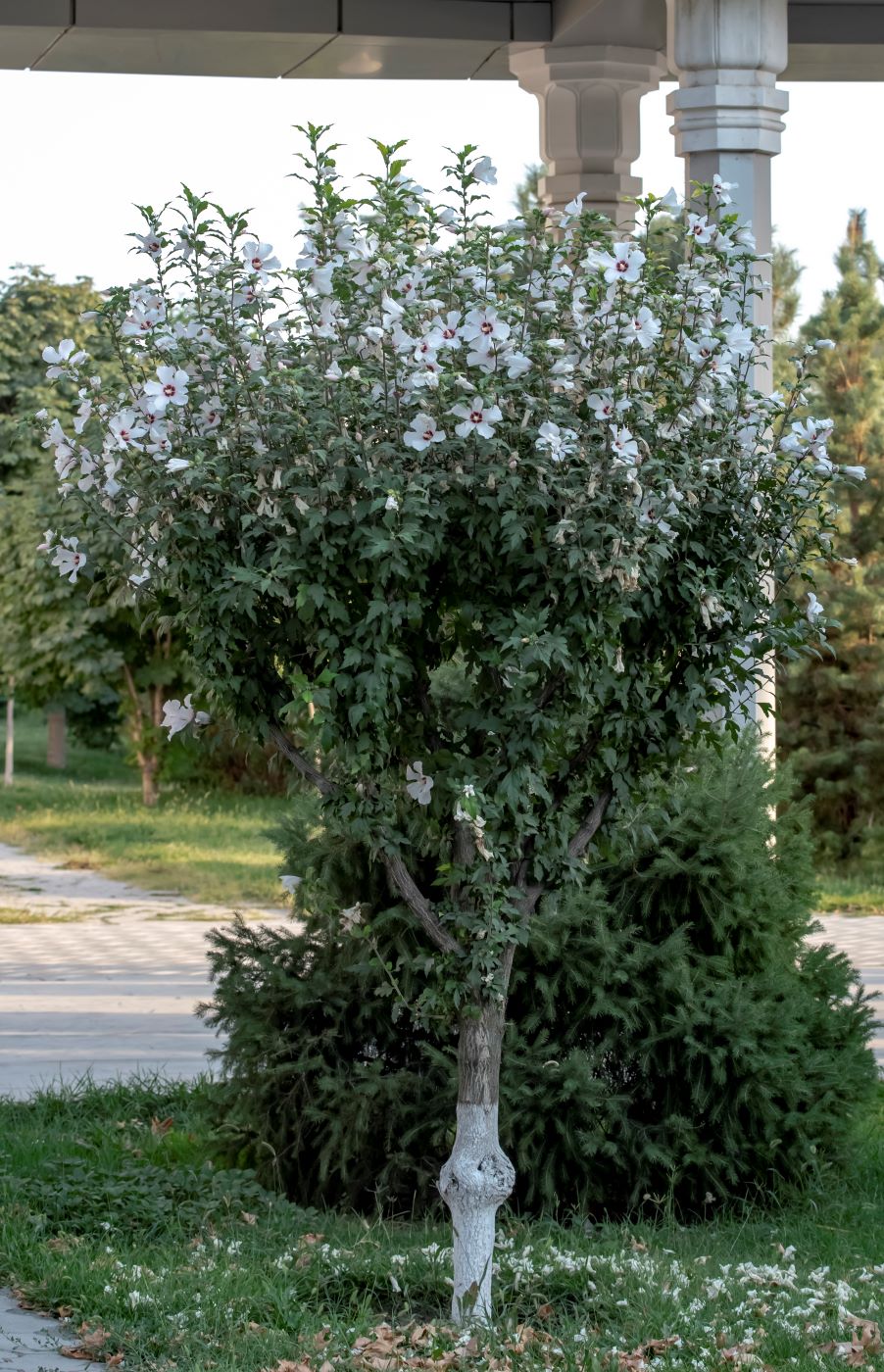 Изображение особи Hibiscus syriacus.