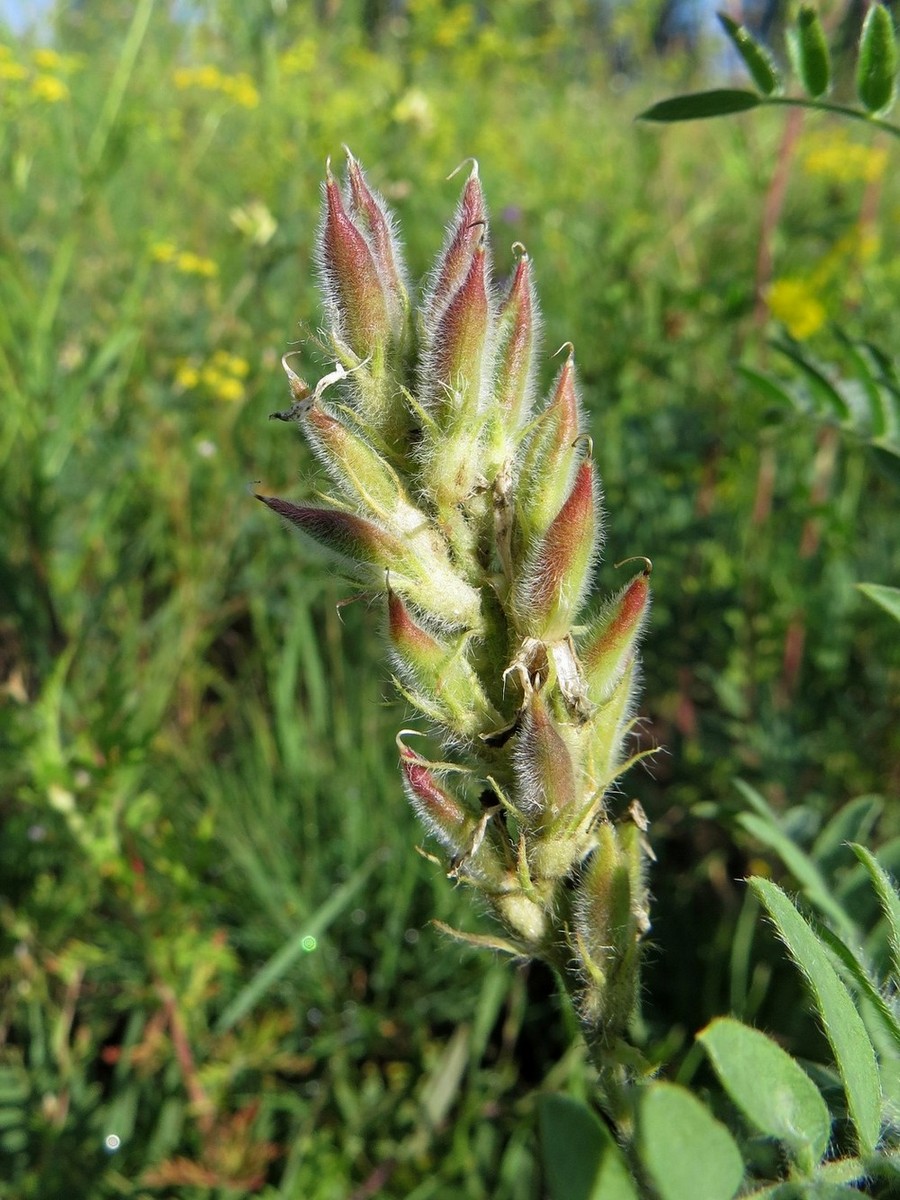 Изображение особи Oxytropis pilosa.