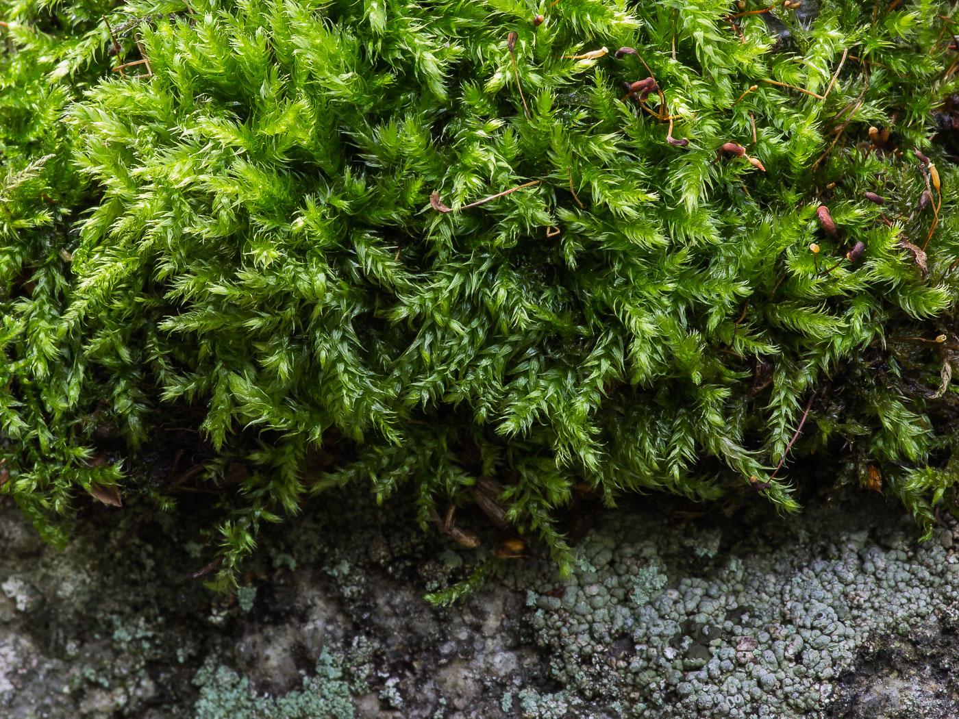 Image of familia Brachytheciaceae specimen.