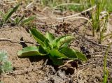 Eryngium planum. Растение в начале вегетации. Челябинская обл., Троицкий р-н, Кособродское сельское поселение, окр. пос. Стрелецк, долина р. Уй, степь, на песке. 1 мая 2021 г.