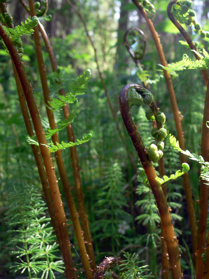 Image of Athyrium filix-femina specimen.