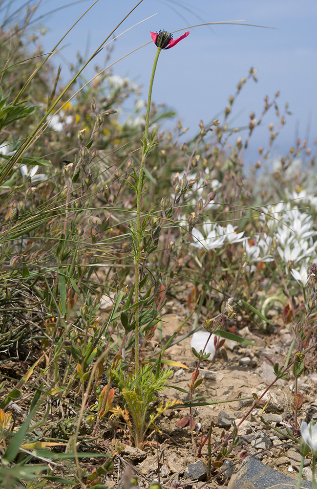 Image of Papaver hybridum specimen.