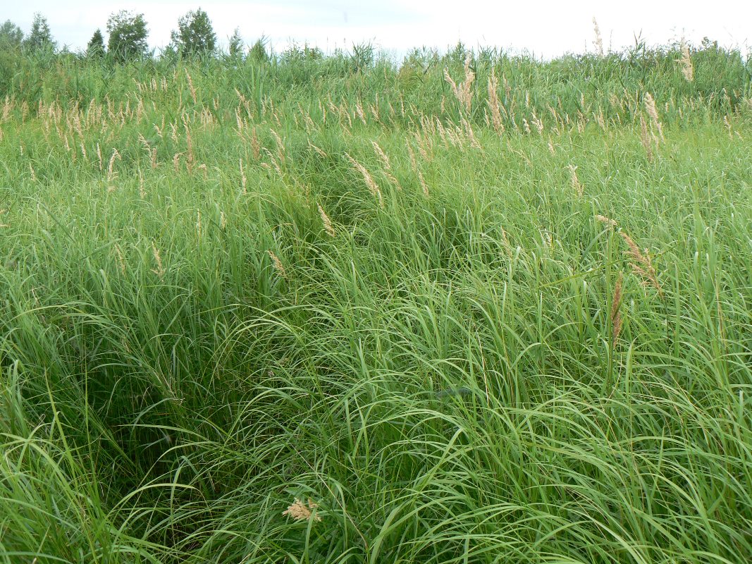 Изображение особи Calamagrostis langsdorffii.