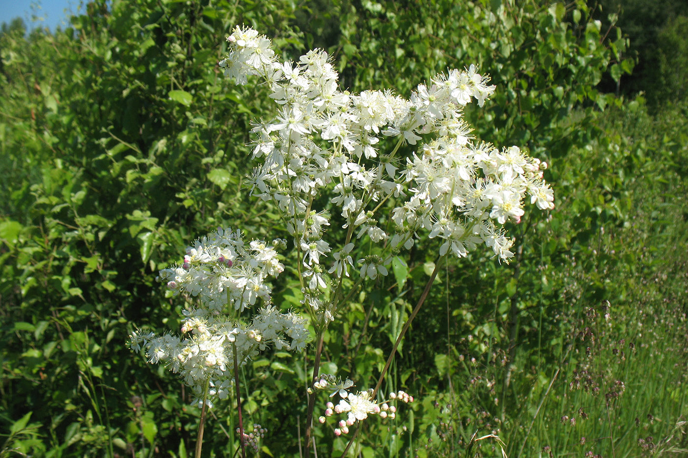 Image of Filipendula vulgaris specimen.