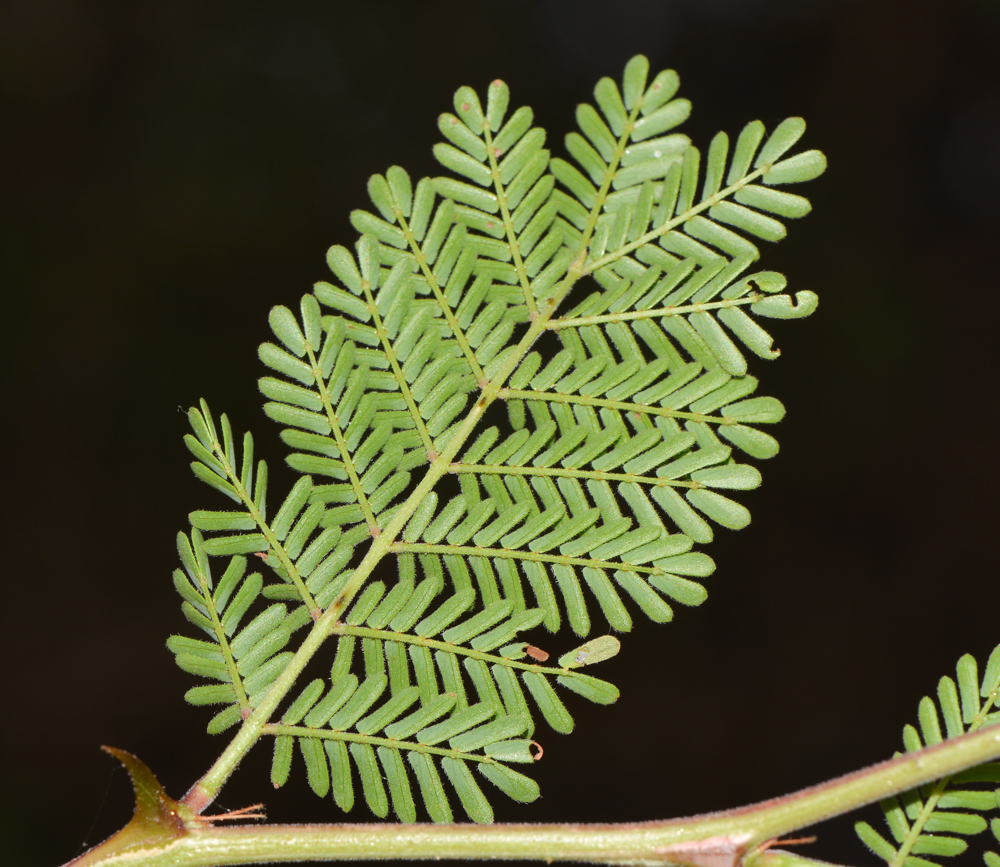 Image of Mimosa aculeaticarpa specimen.