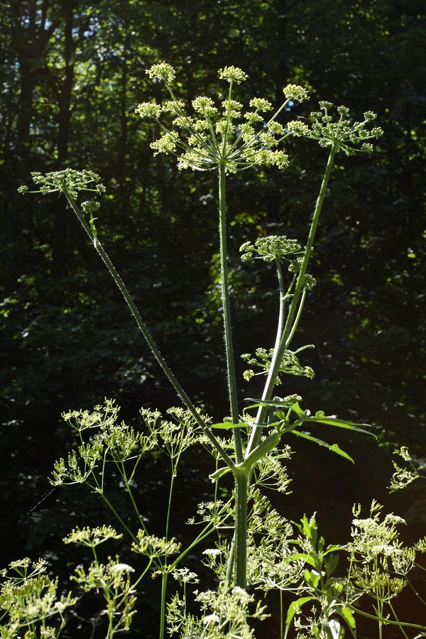 Изображение особи Heracleum sibiricum.