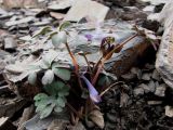 View full-size image Corydalis alpestris