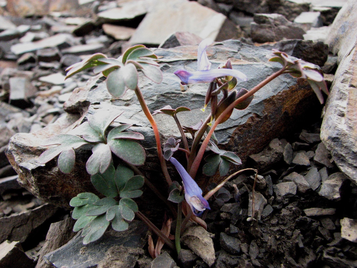 Изображение особи Corydalis alpestris.