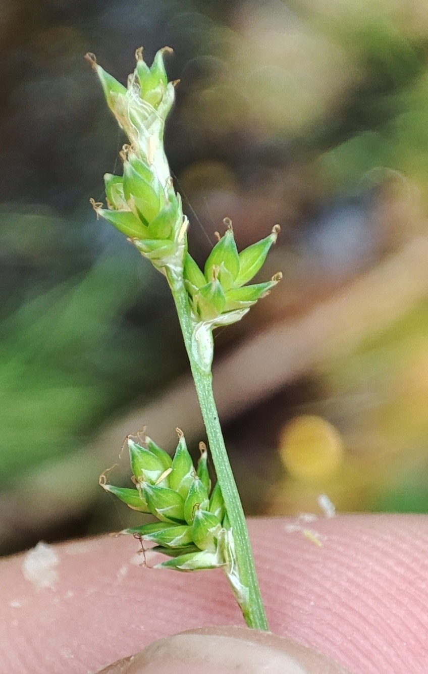 Image of Carex canescens specimen.