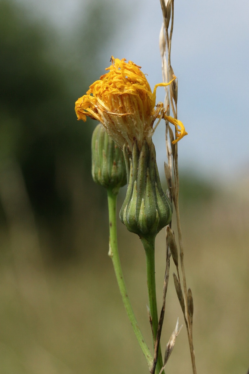 Image of Sonchus arvensis ssp. uliginosus specimen.