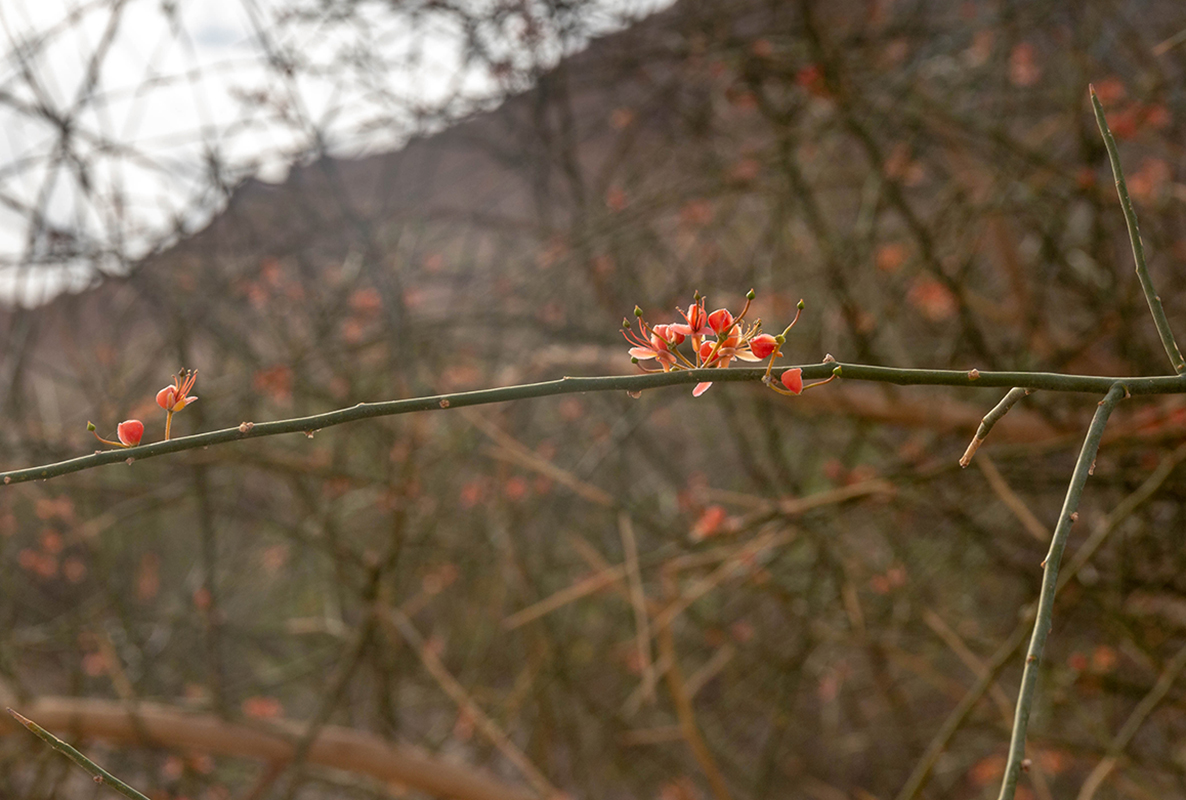 Image of Capparis decidua specimen.