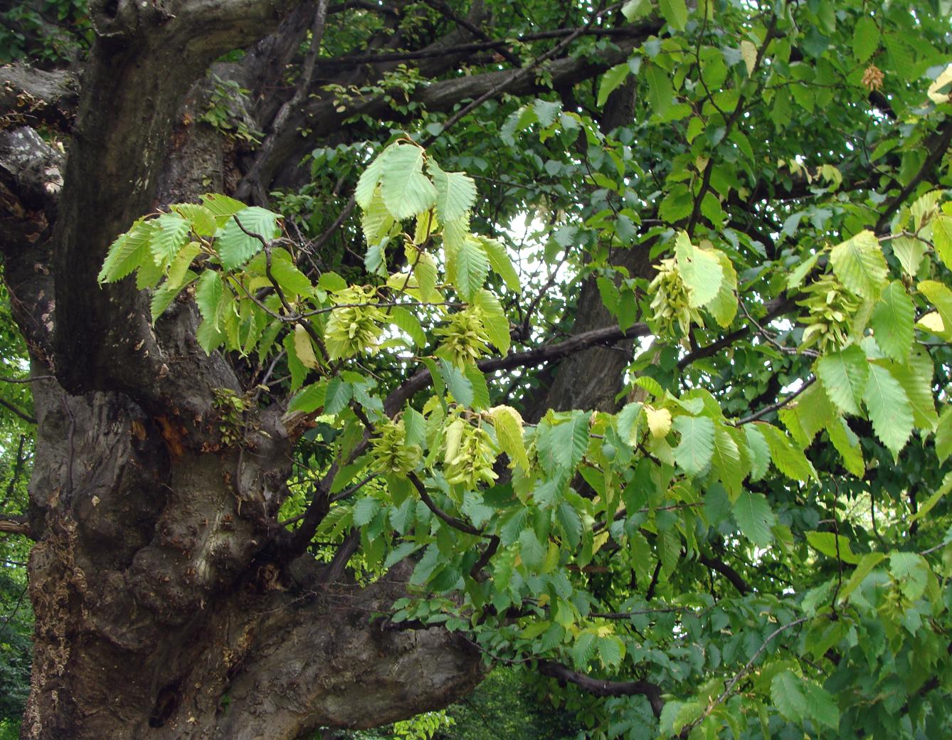 Изображение особи Carpinus betulus.