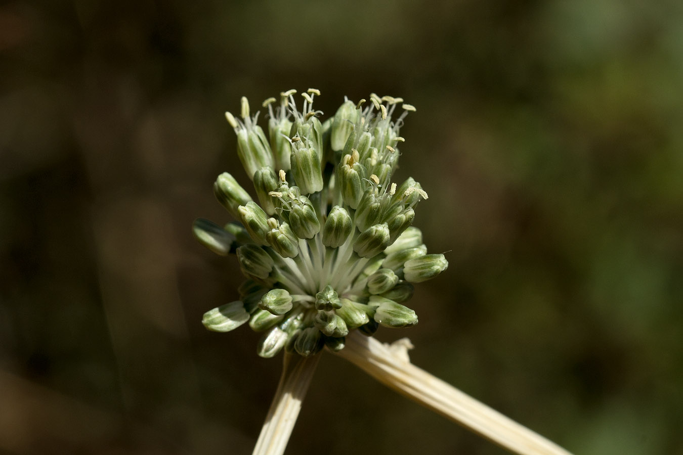 Изображение особи Allium chamaespathum.