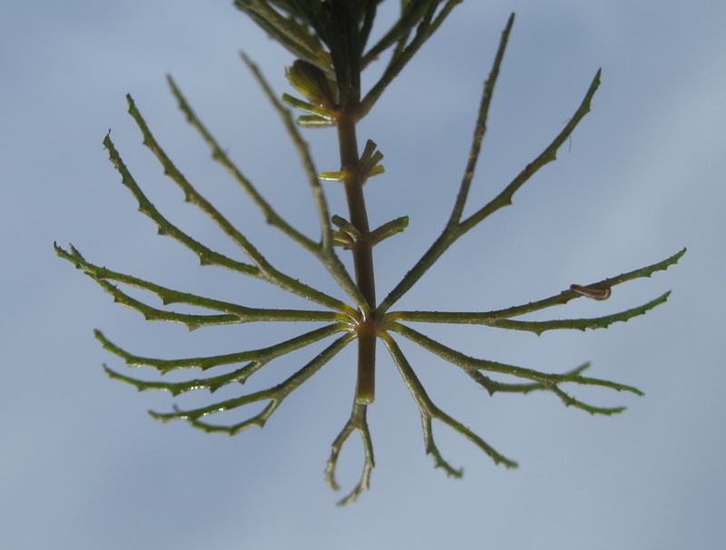 Image of Ceratophyllum demersum specimen.