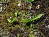 Smilacina trifolia