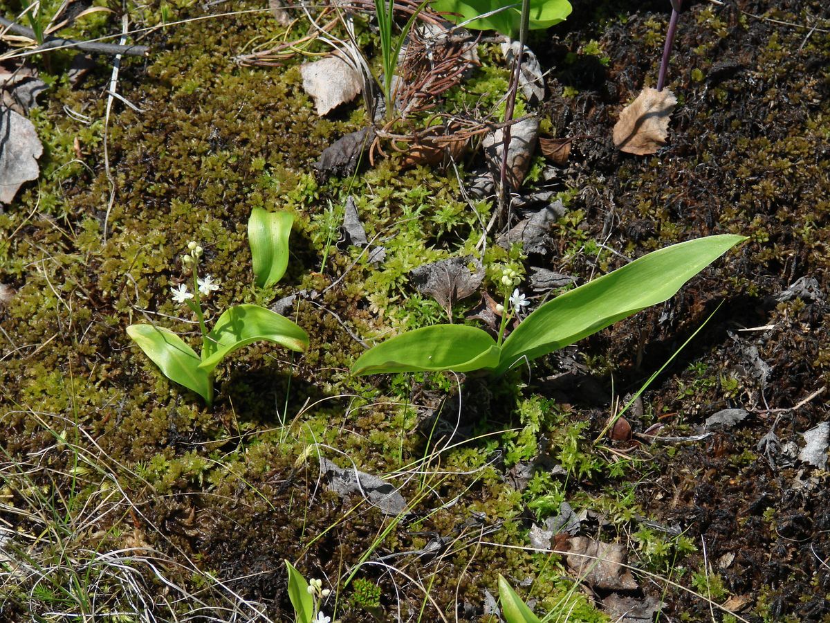 Изображение особи Smilacina trifolia.