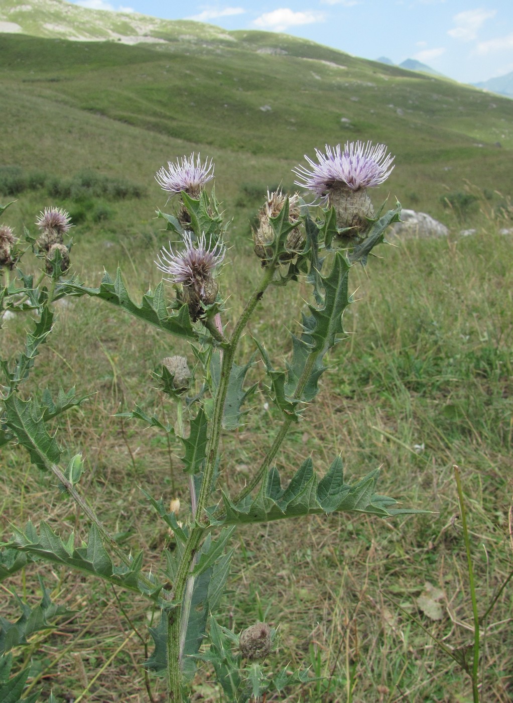 Изображение особи Cirsium balkharicum.