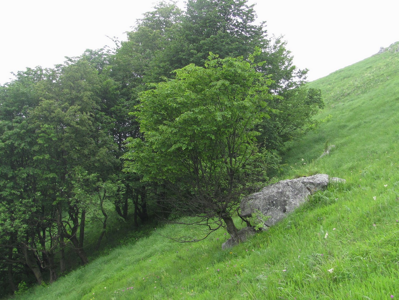 Изображение особи Carpinus betulus.