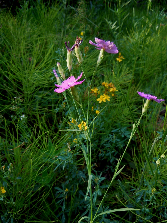 Image of Dianthus pratensis specimen.