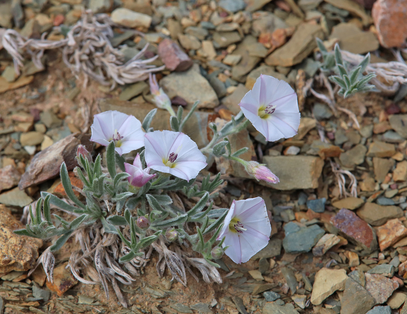 Image of Convolvulus ammannii specimen.