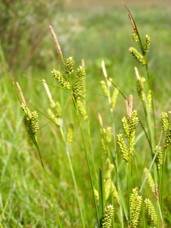 Image of Carex diluta specimen.