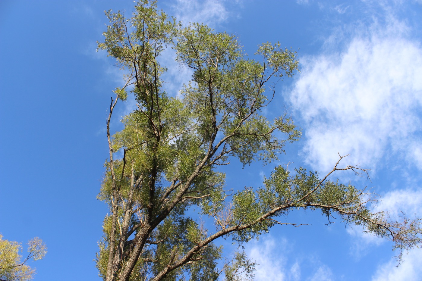 Image of Chosenia arbutifolia specimen.